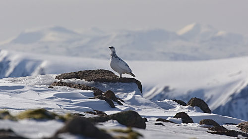 Bird perching on rock during winter