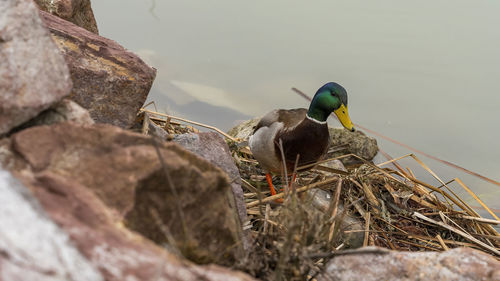 bird