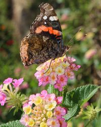 Close-up of butterfly on pink flower