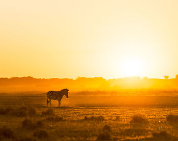 Africa sunset landscape with silhouetted zebra in the dust of botswana, africa