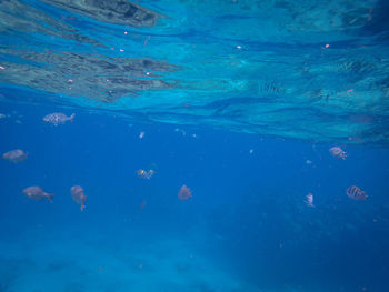 View of fish swimming in sea