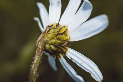 Close-up of wilted flower