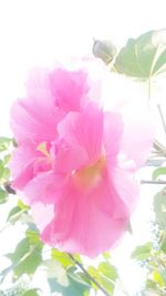 Close-up of pink flowers