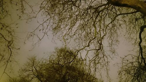 Low angle view of bare trees against sky