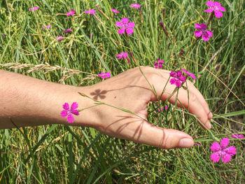 Flower of pink dianthus on the meadow. woman hand touching to gentle blossoms.