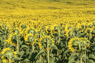 Scenic view of sunflower field