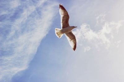 Low angle view of seagull flying against sky