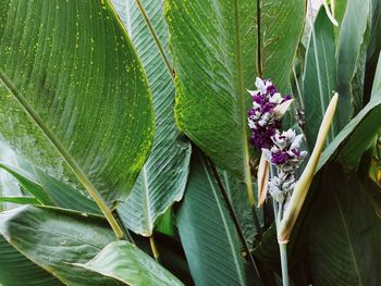 Close-up of flowering plant leaves