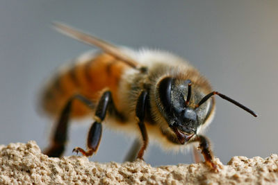 Close-up of insect