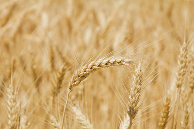 Golden ripe ears of wheat on the field