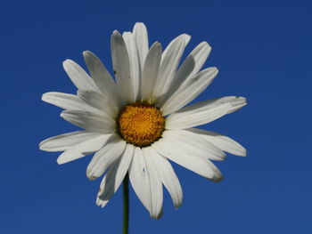 Macro shot of daisy flower