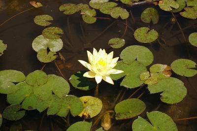 Close-up of lily pads floating on pond