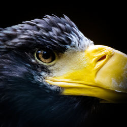 Close-up of eaglel against black background