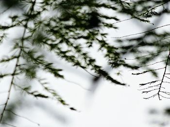 Low angle view of tree against sky