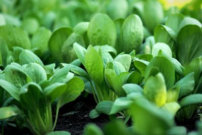 Close-up of plants growing on field