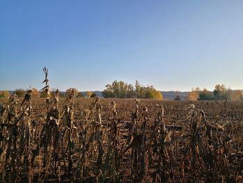 Plants growing on field against clear sky