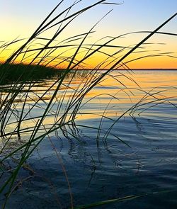 Scenic view of sea during sunset