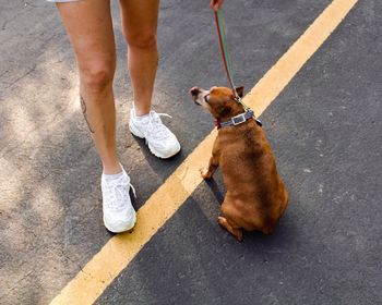 Low section of woman with dog standing on street