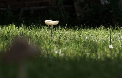 Mushroom in a meadow