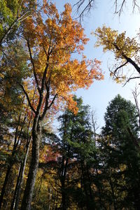 Low angle view of trees in forest against sky