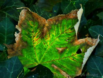 Close-up of leaves on plant