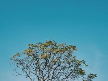 Low angle view of tree against clear blue sky