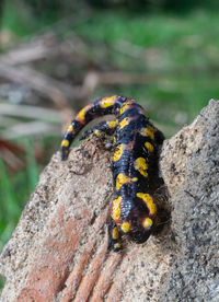 Close-up of lizard on rock