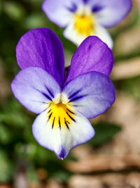 Close-up of purple iris flower