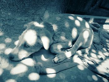 High angle view of dog sleeping