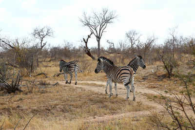 View of zebra standing on field