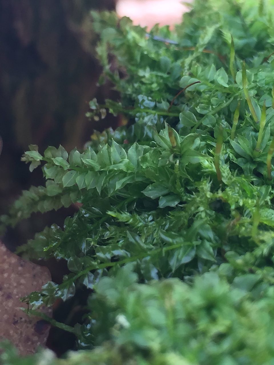 growth, green color, leaf, plant, freshness, close-up, nature, selective focus, beauty in nature, focus on foreground, growing, fragility, green, day, outdoors, no people, tranquility, botany, white color, high angle view