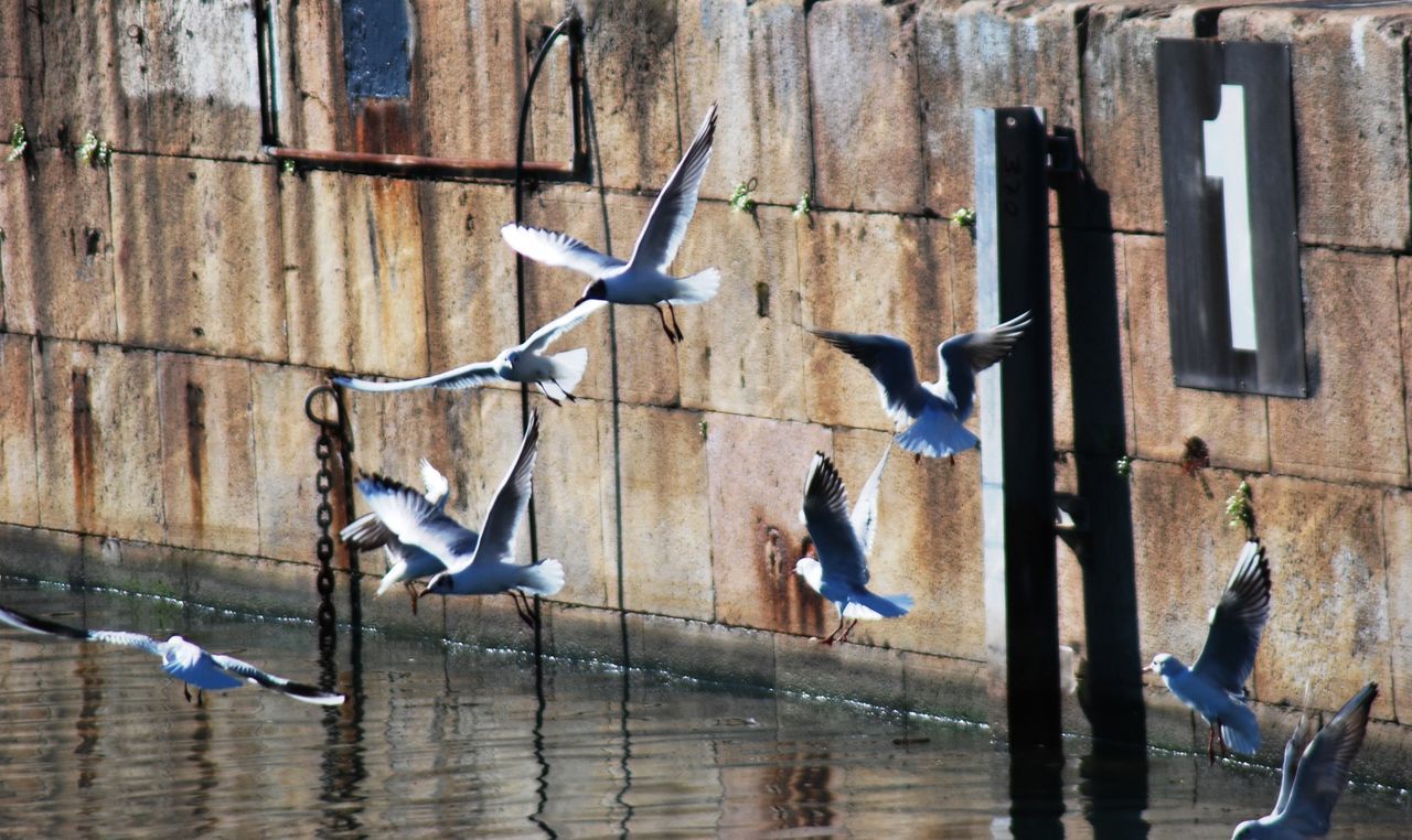 bird, built structure, architecture, hanging, building exterior, water, wall - building feature, reflection, day, outdoors, wall, wood - material, no people, in a row, sunlight, flying, wildlife, animals in the wild, rope, waterfront