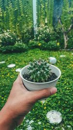 Cropped image of person holding succulent plant