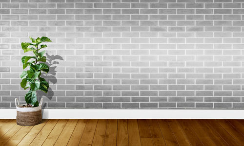 Potted plants on wall at home