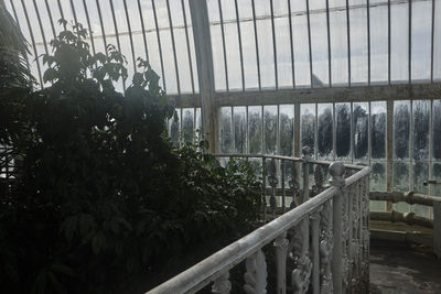 Plants growing in greenhouse