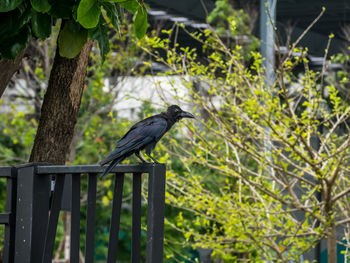 Bird perching on a tree