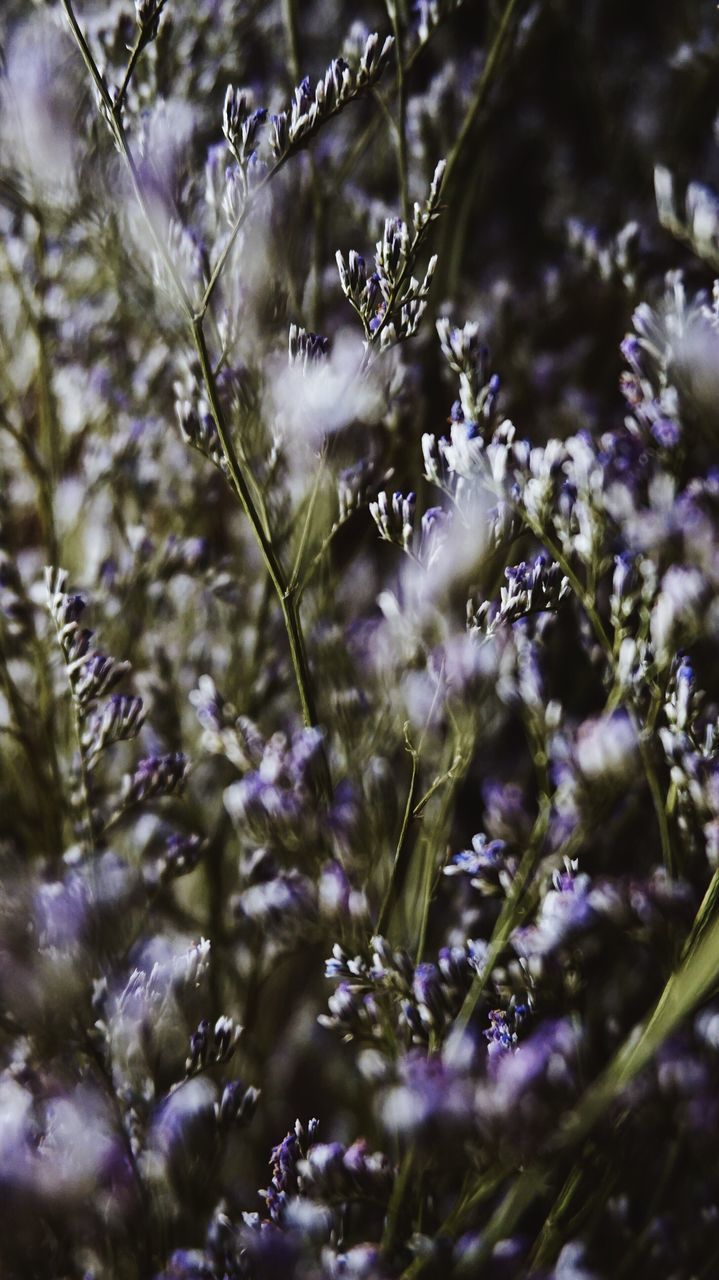 nature, plant, growth, flower, beauty in nature, outdoors, no people, close-up, day, wildflower, freshness