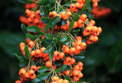 Close-up of red flowering plant