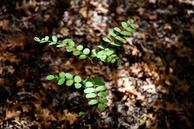 Close-up of plant growing on field