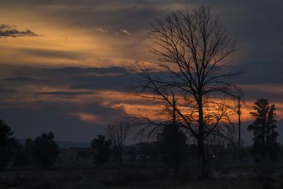 Silhouette bare trees on field against sky during sunset