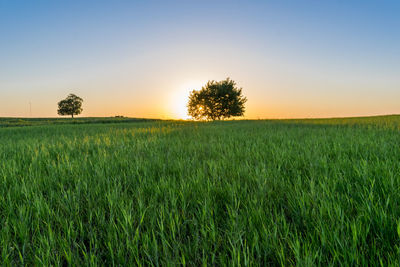 Scenic view of field against sky during sunset