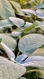 Close-up of frozen leaves