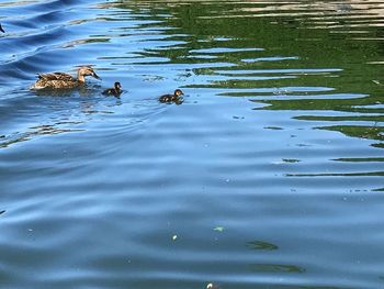 High angle view of ducks swimming in lake