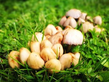 Mushrooms growing on field