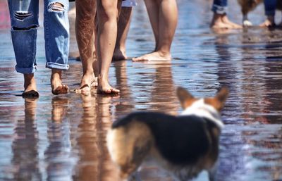 Low section of man with dog standing in water