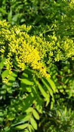 Close-up of fresh green leaves