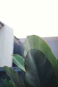 Close-up of green leaves on plant against sky