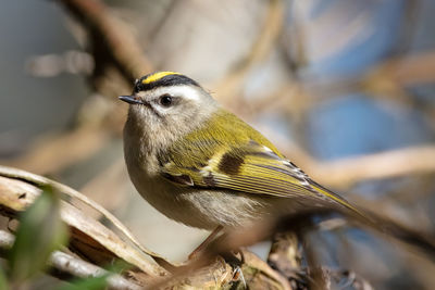 Close-up of a bird