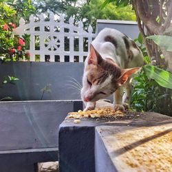 Close-up of cat eating food