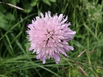 Close-up of pink flowering plant on field